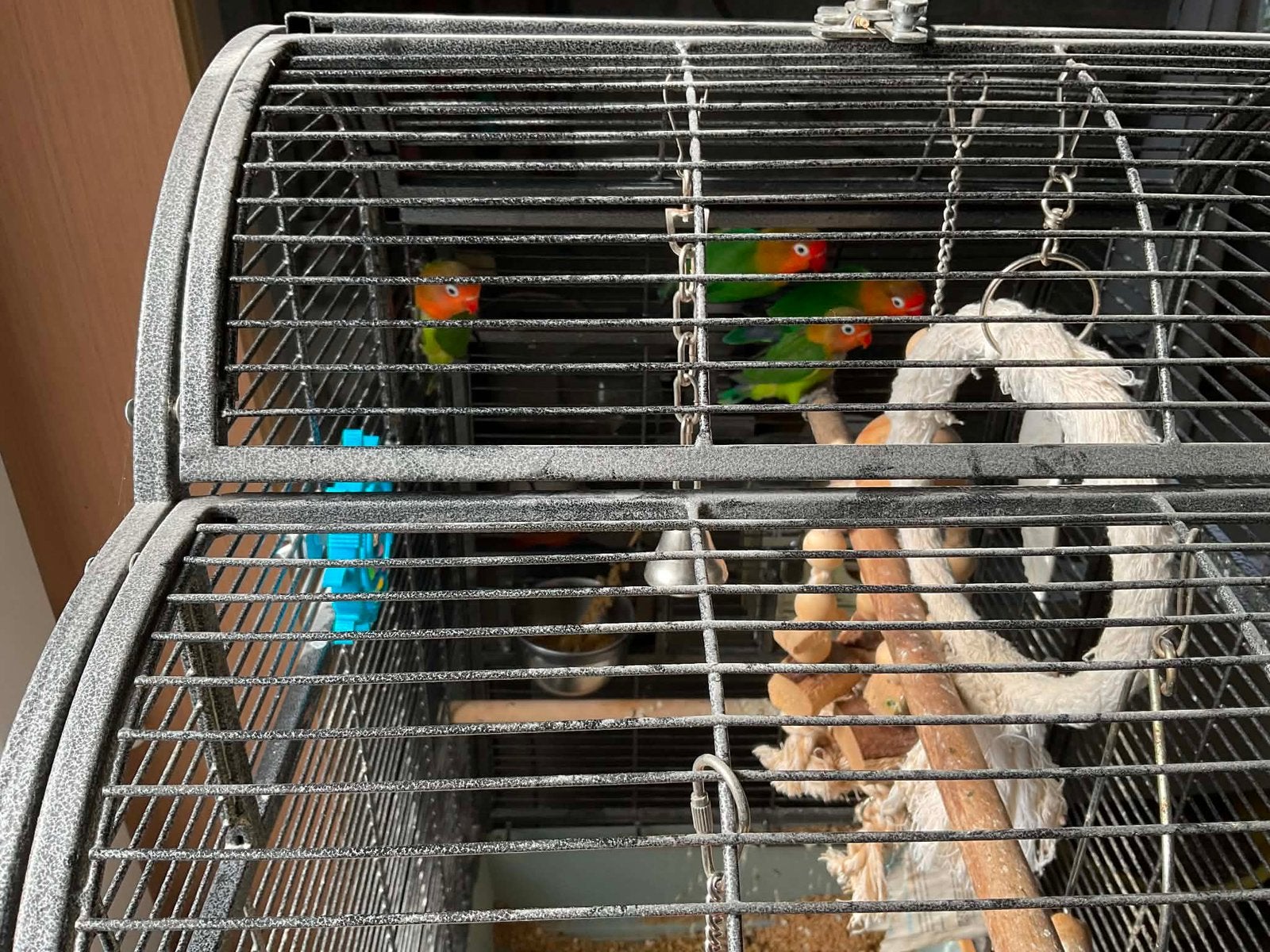 Agapornissen Ficherie, Dieren en Toebehoren, Vogels | Parkieten en Papegaaien, Geslacht onbekend, Dwergpapegaai of Agapornis, Geringd