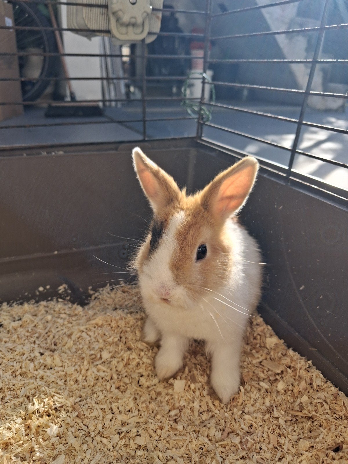 dwergkonijn, Animaux & Accessoires