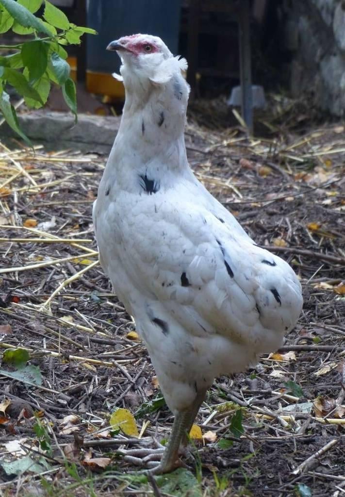 Kleurleggers Marans, Cream Legbar, Araucana en Eurocana, Kip