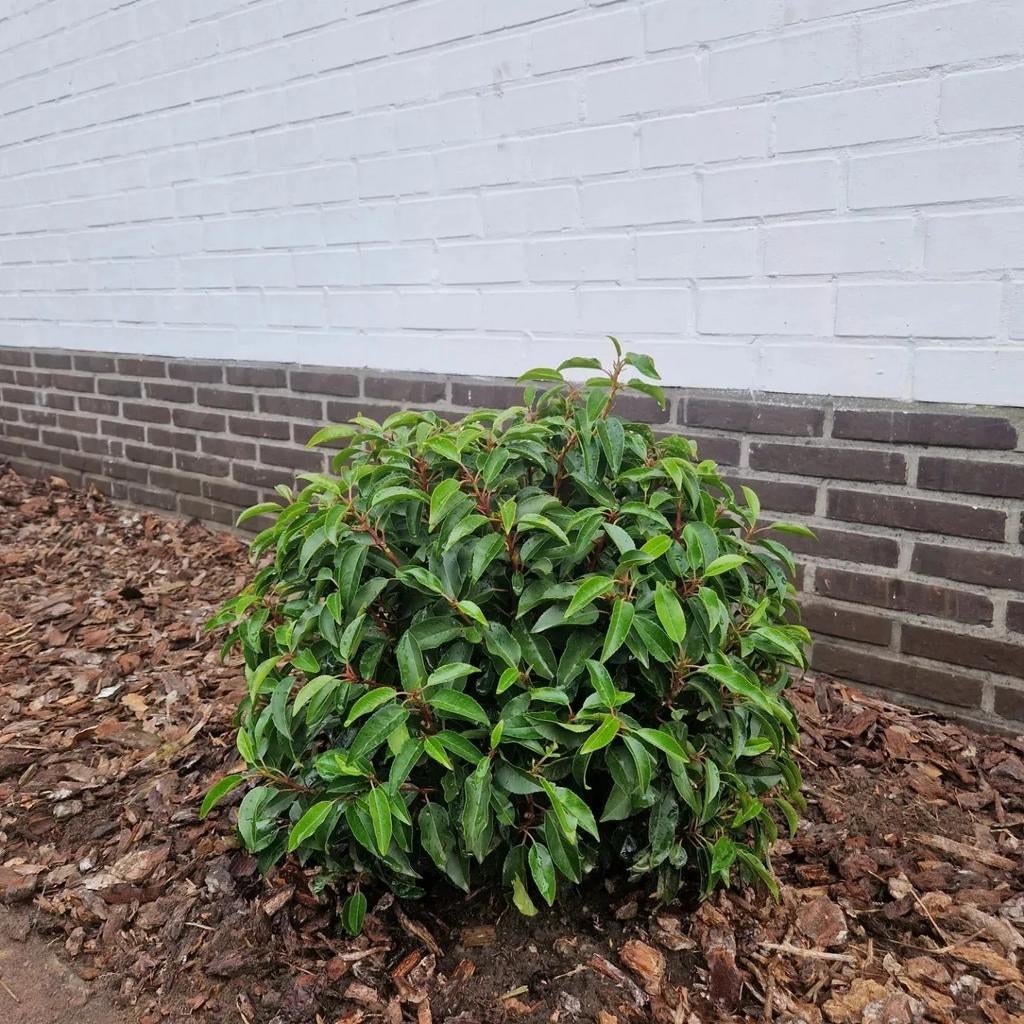 Prunus lusitanica 'Angustifolia' BOL, Enlèvement, Laurier