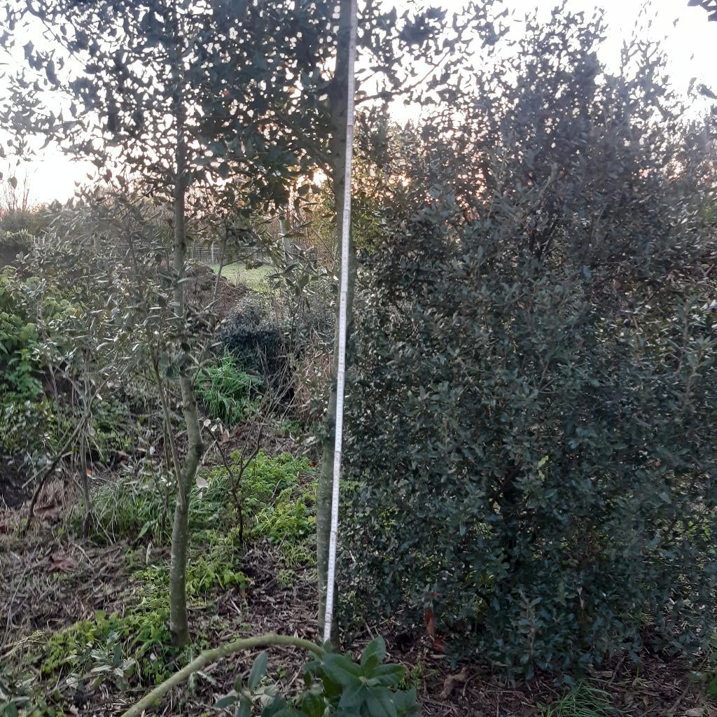 Opruiming kwekerij Quercus ilex - Steeneik, Ophalen