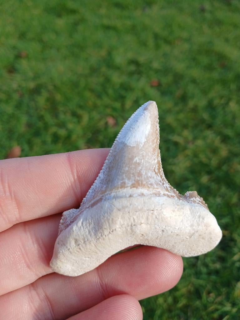 Otodus Obliquus haaientand fossiel uit Dakhla, Ophalen of Verzenden, Fossiel