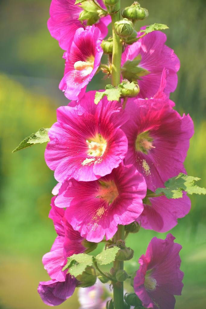 Graines de rose trémière Alcea, récolte 2025, Enlèvement ou Envoi, Toute l'année, Graine