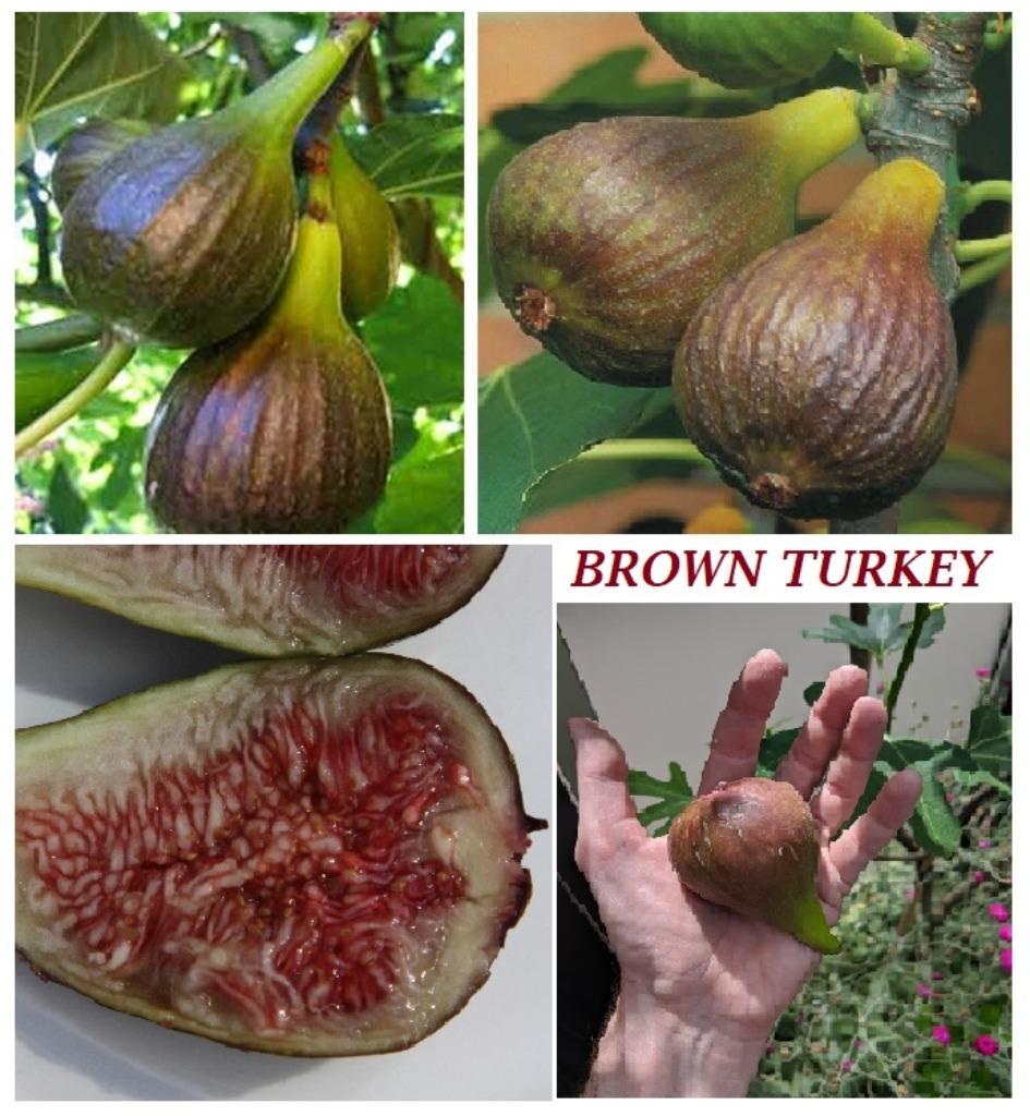 VIJGENPLANTEN BROWN TURKEY, 80/100 cm, 15€/stuk, Tuin en Terras, Planten | Tuinplanten, Volle zon, Vaste plant, Ophalen of Verzenden