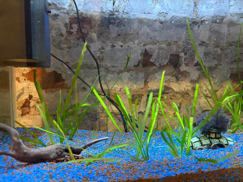 Valliseria spiralis, Dieren en Toebehoren