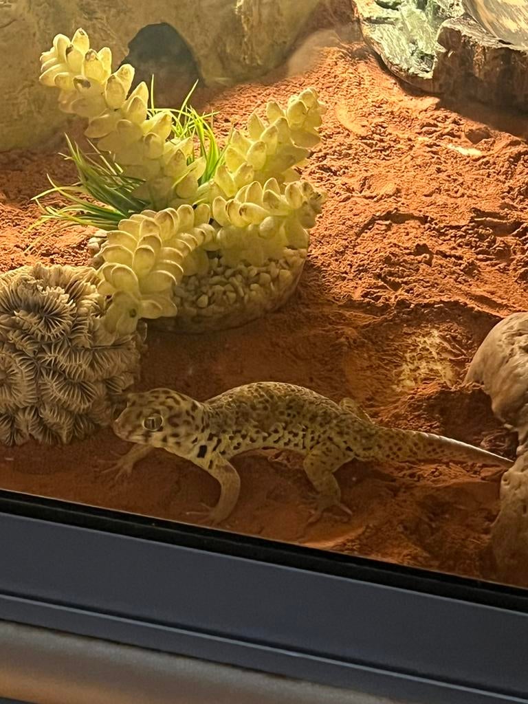 recherche male teratoscincus roborowskii(gecko merveilleux), Animaux & Accessoires, Enlèvement, Comme neuf