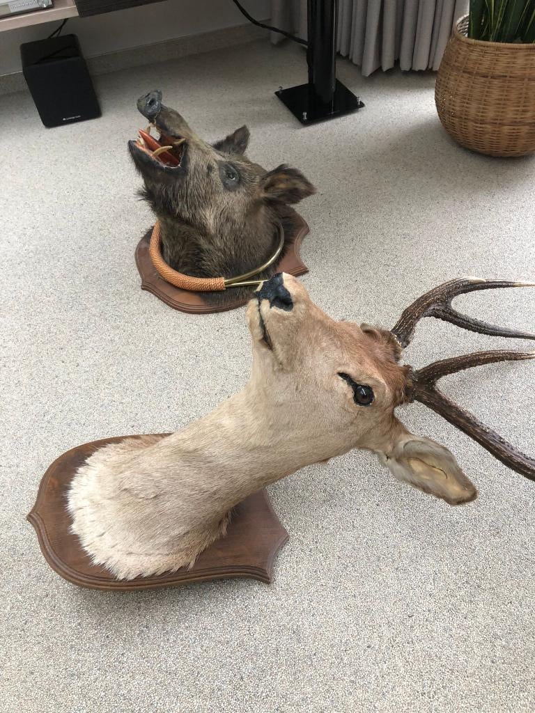 Grand cerf et sanglier avec corne  taxidermie, Enlèvement, Comme neuf
