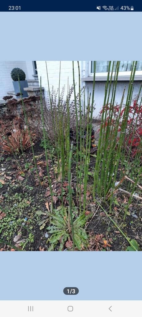 Plantes également pour aquatiques
