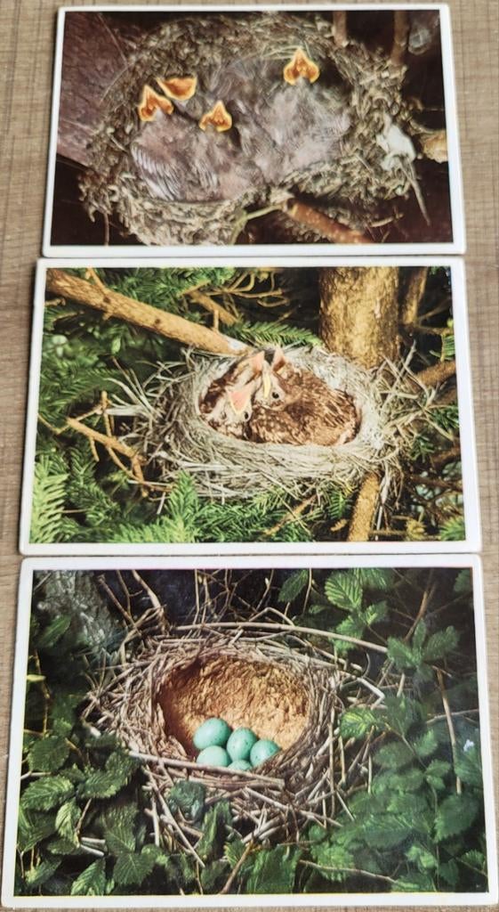 3 oude prenten: Côte d'Or reeks Faunaflor, Verzamelen, Ophalen of Verzenden, Gebruikt, Natuur, Prent