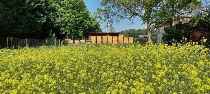 Bijenvolken op Kempische ramen, Dieren en Toebehoren, Insecten en Spinnen, Bijen