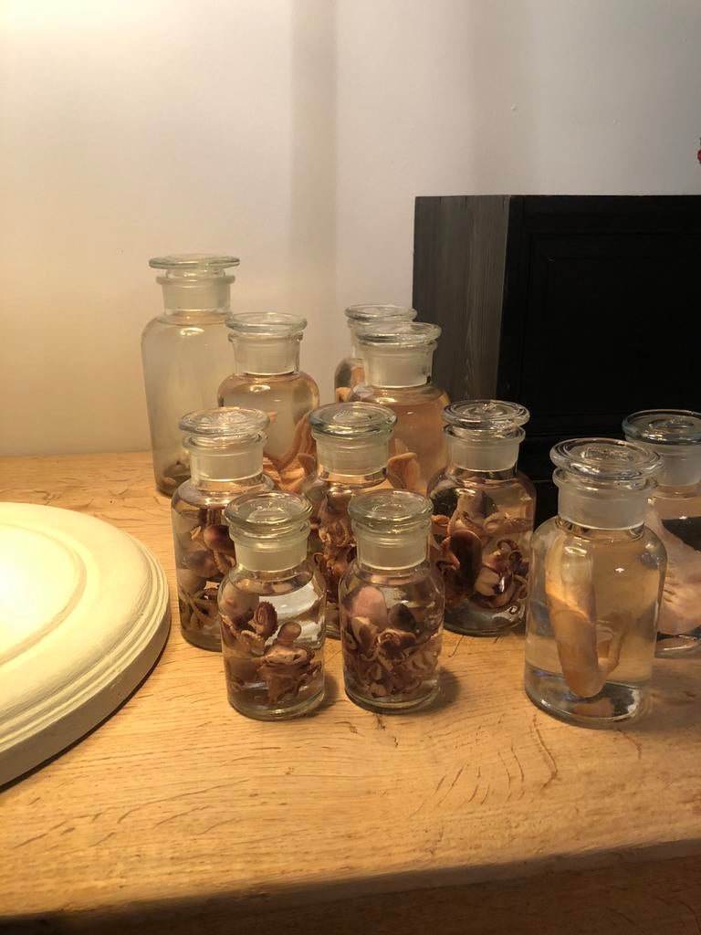 TAXIDERMIE FORMOL PREPARATEN FOETUS KAT OCTOPUS ZEESTER, Ophalen, Nieuw, Overige typen