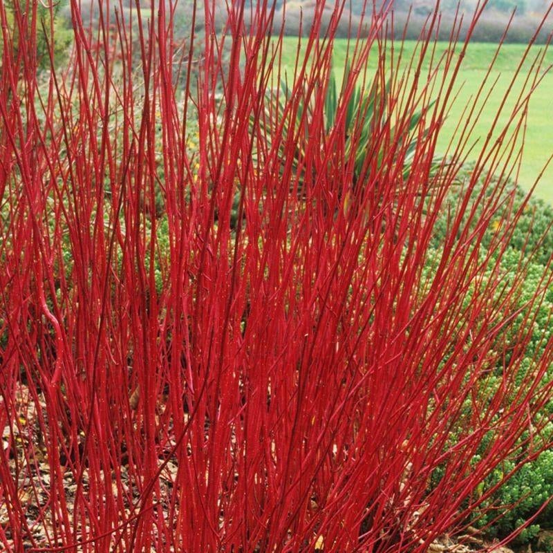 Cornus alba 'sibirica p9 potjes, Ophalen, Lente, Vaste plant, Volle zon
