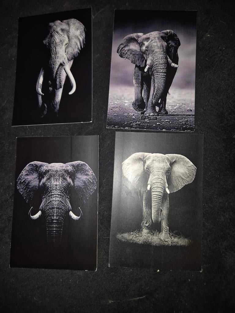 Zwart wit kaarten olifant, Verzamelen, Verzenden