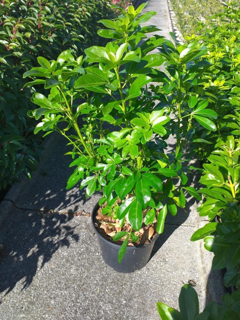 Choisya ternata, Ophalen