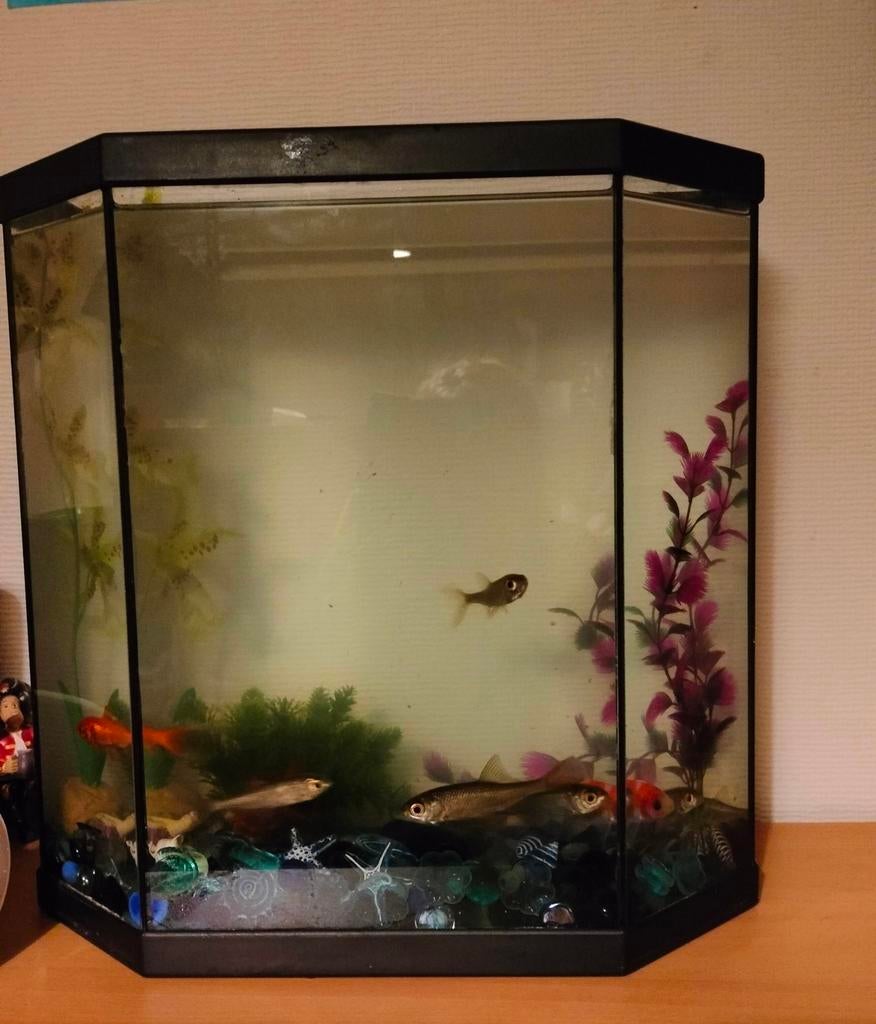 Aquarium avec 3 poissons rouges et 6 petits poissons. 50h x, Enlèvement