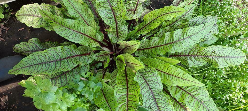 Bio bloedzuring planten., Jardin & Terrasse, Plantes | Jardin, Enlèvement, Plante fixe, Herbes