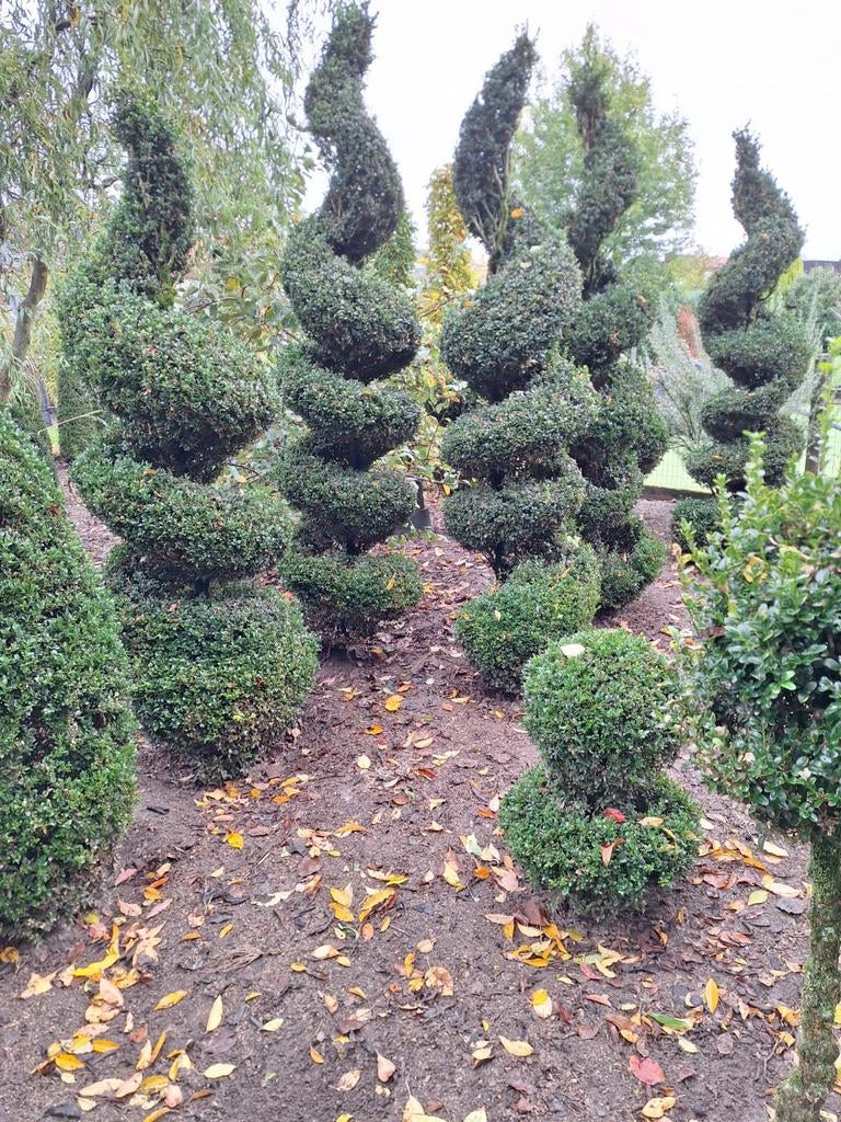 Buxus, Ophalen, Buxus