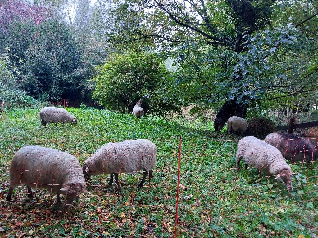 Begrazing, Dieren en Toebehoren