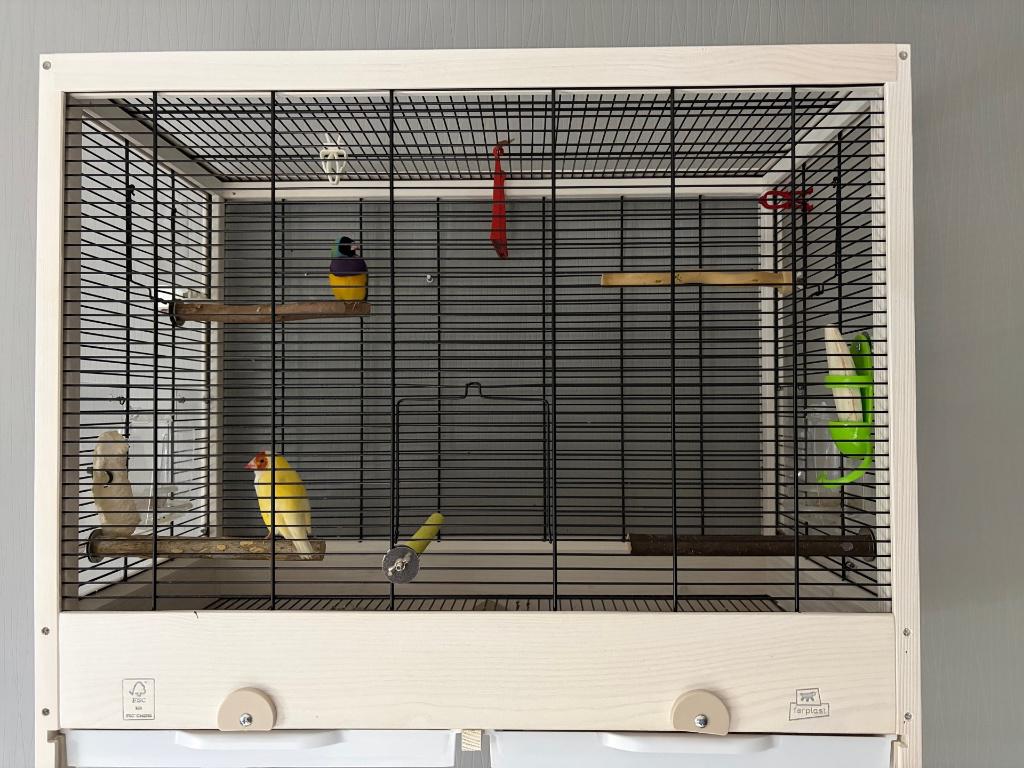 Cage Ferplast en Bois, Animaux & Accessoires, Enlèvement, Comme neuf