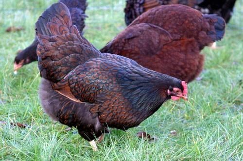 Barnevelder kippen jonge hennen beschikbaar, Dieren en Toebehoren, Pluimvee, Vrouwelijk, Kip