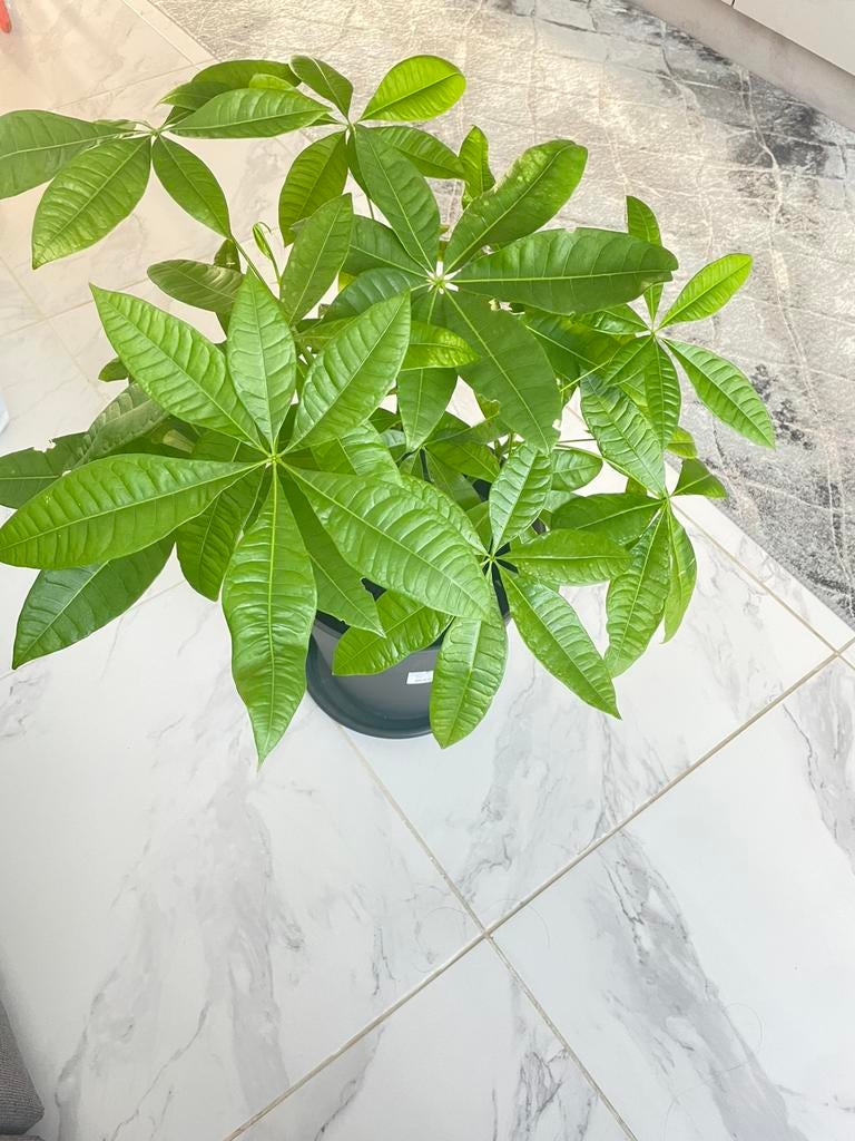 PACHIRA AQUATICA + pot, Ophalen, Volle zon, Minder dan 100 cm