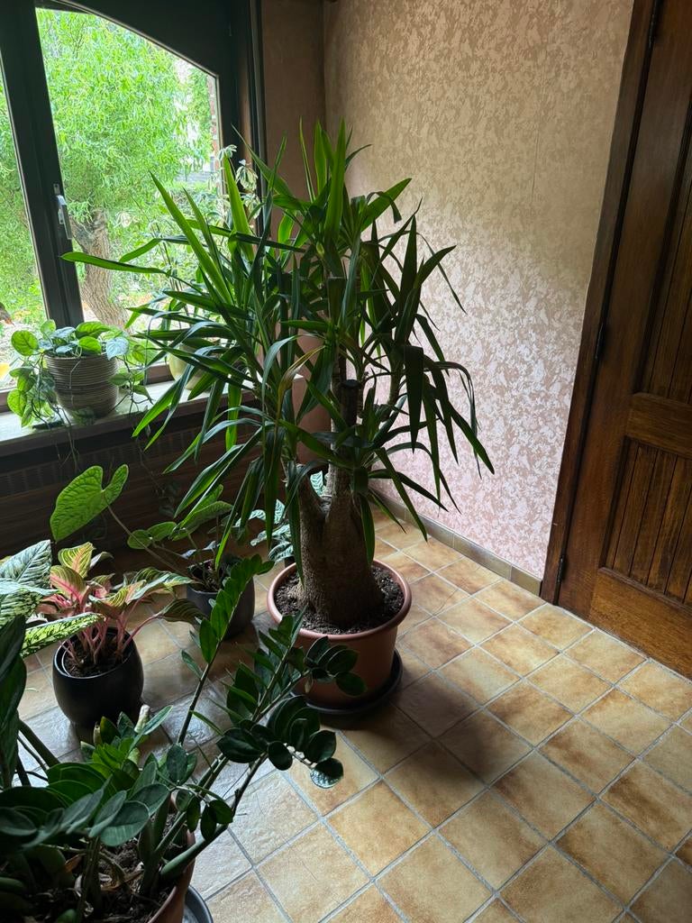 Yucca, Ophalen, Yucca