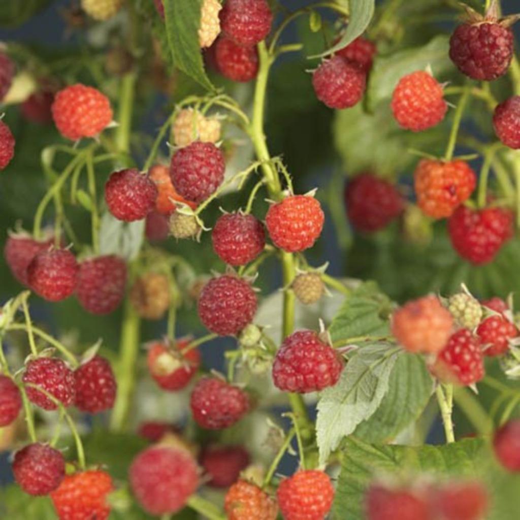Framboos plant, Tuin en Terras, Planten | Tuinplanten, Ophalen, Vaste plant, Fruitplanten, Volle zon