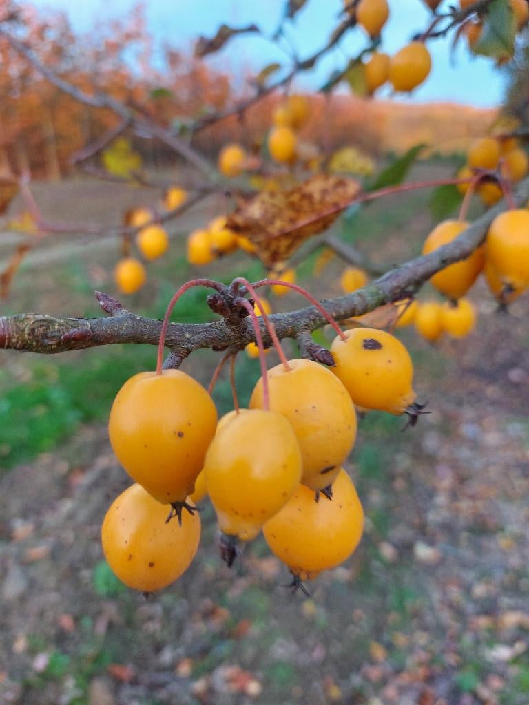 Sierappel: sierboom of sierstruik, Tuin en Terras, Ophalen, Overige soorten, Struik, 100 tot 250 cm
