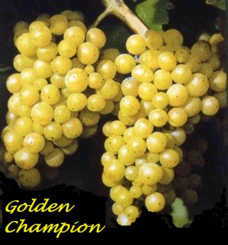 DRUIVENPLANTEN oa "CHAMPION", witte druiven,  12€/stuk, Tuin en Terras, Volle zon, Vaste plant, Ophalen of Verzenden, Zomer
