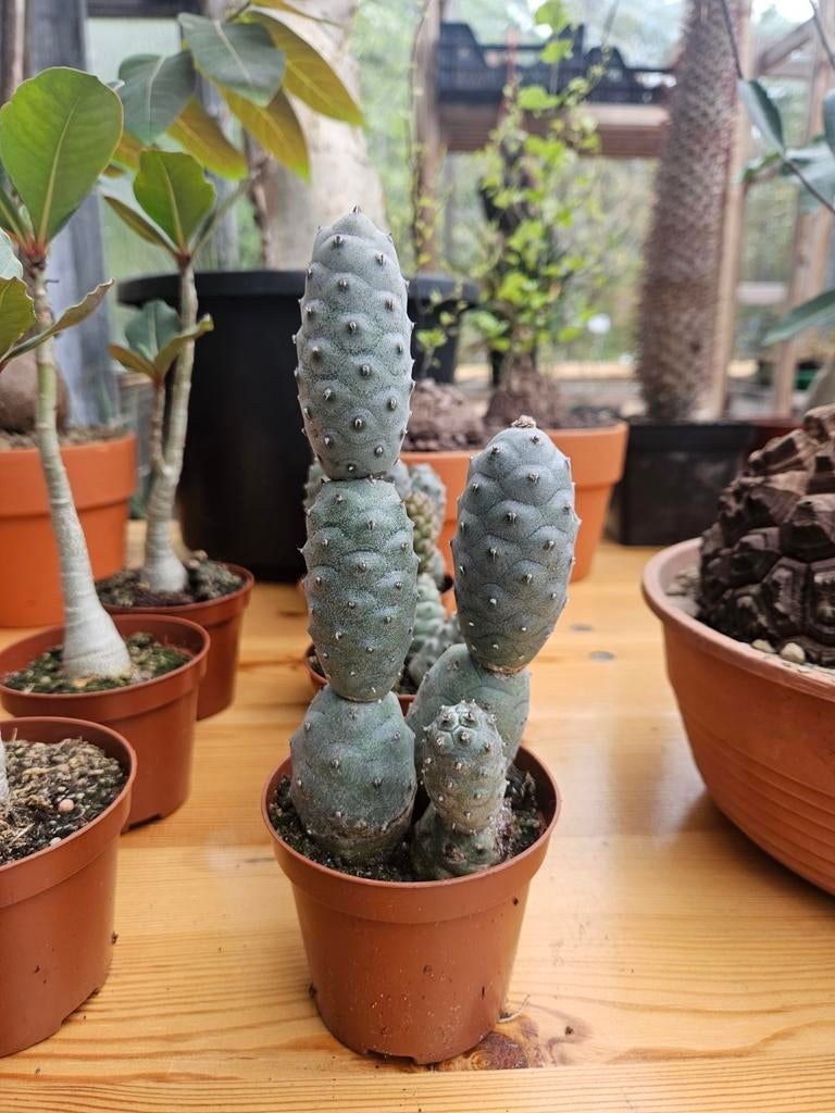Tephrocactus articulatus, Ophalen of Verzenden, Cactus