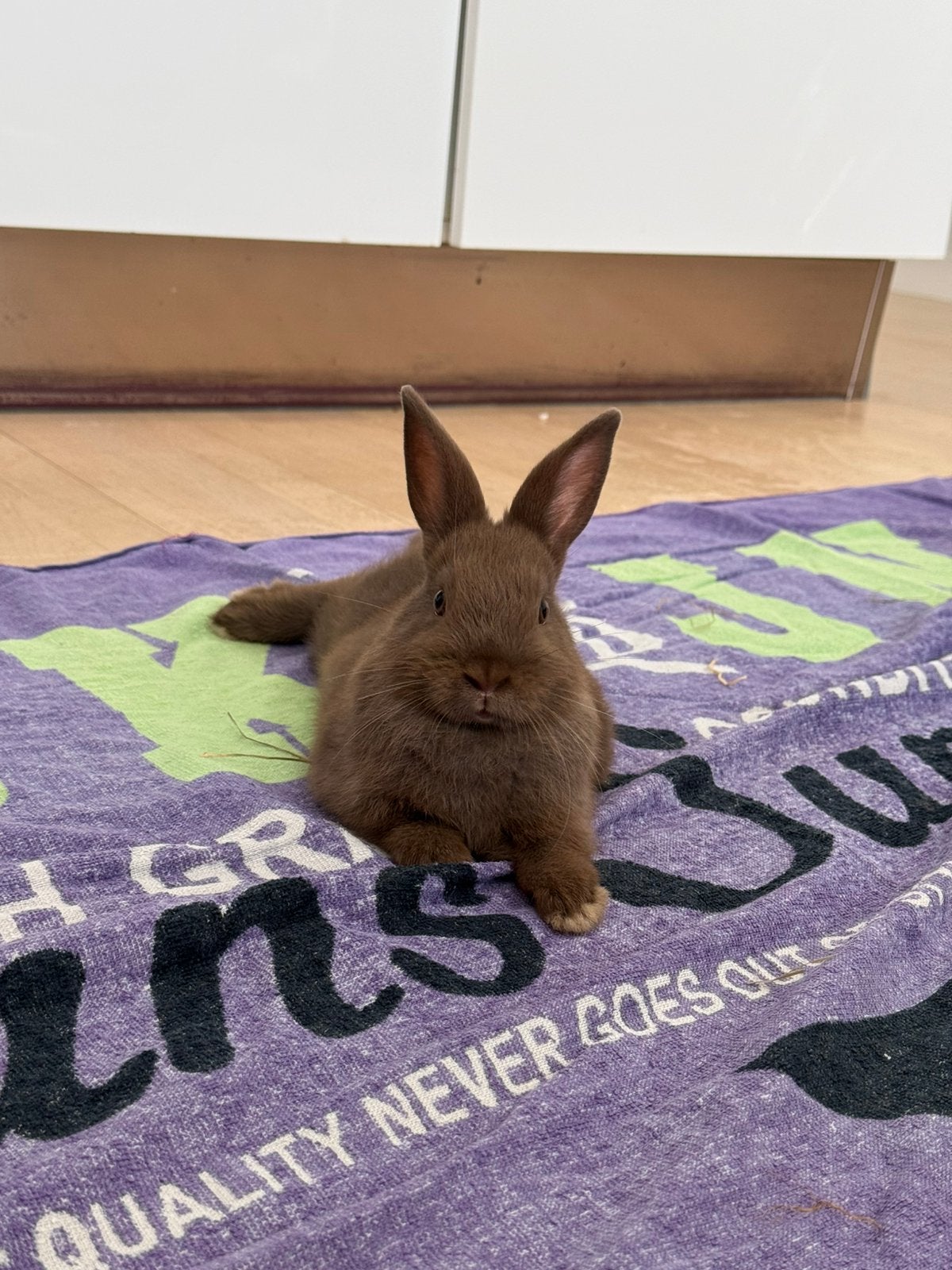 Konijn, Dieren en Toebehoren