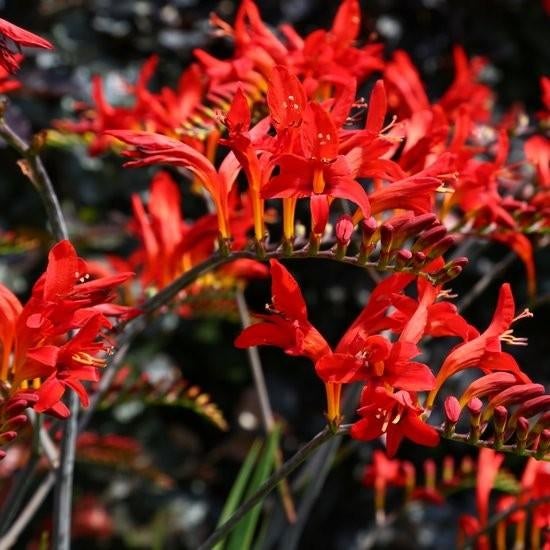Crocosmia Lucifer

Knollen, Tuin en Terras, Bloembollen en Zaden, Ophalen