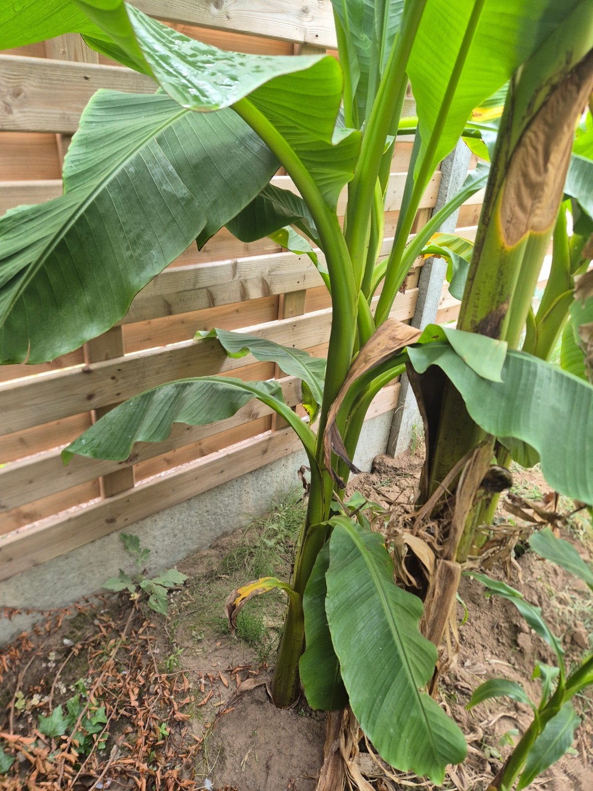 banana boom  15€, Tuin en Terras, Bloembollen en Zaden, Ophalen