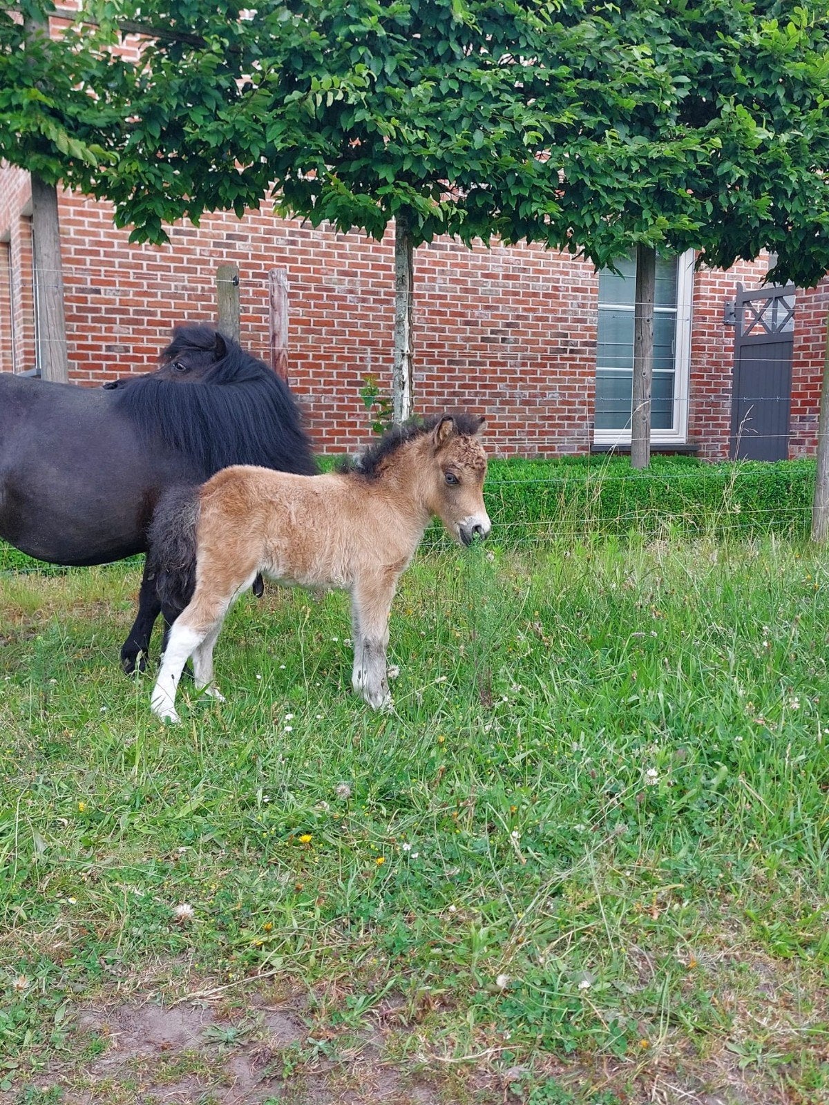 Shetlander, Dieren en Toebehoren