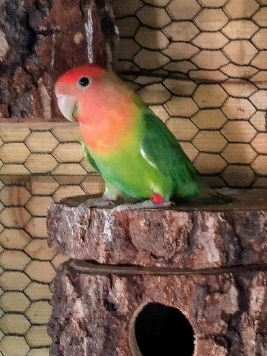 Dwergpapegaaitje, Dieren en Toebehoren, Vogels | Parkieten en Papegaaien, Mannelijk, Dwergpapegaai of Agapornis, Geringd