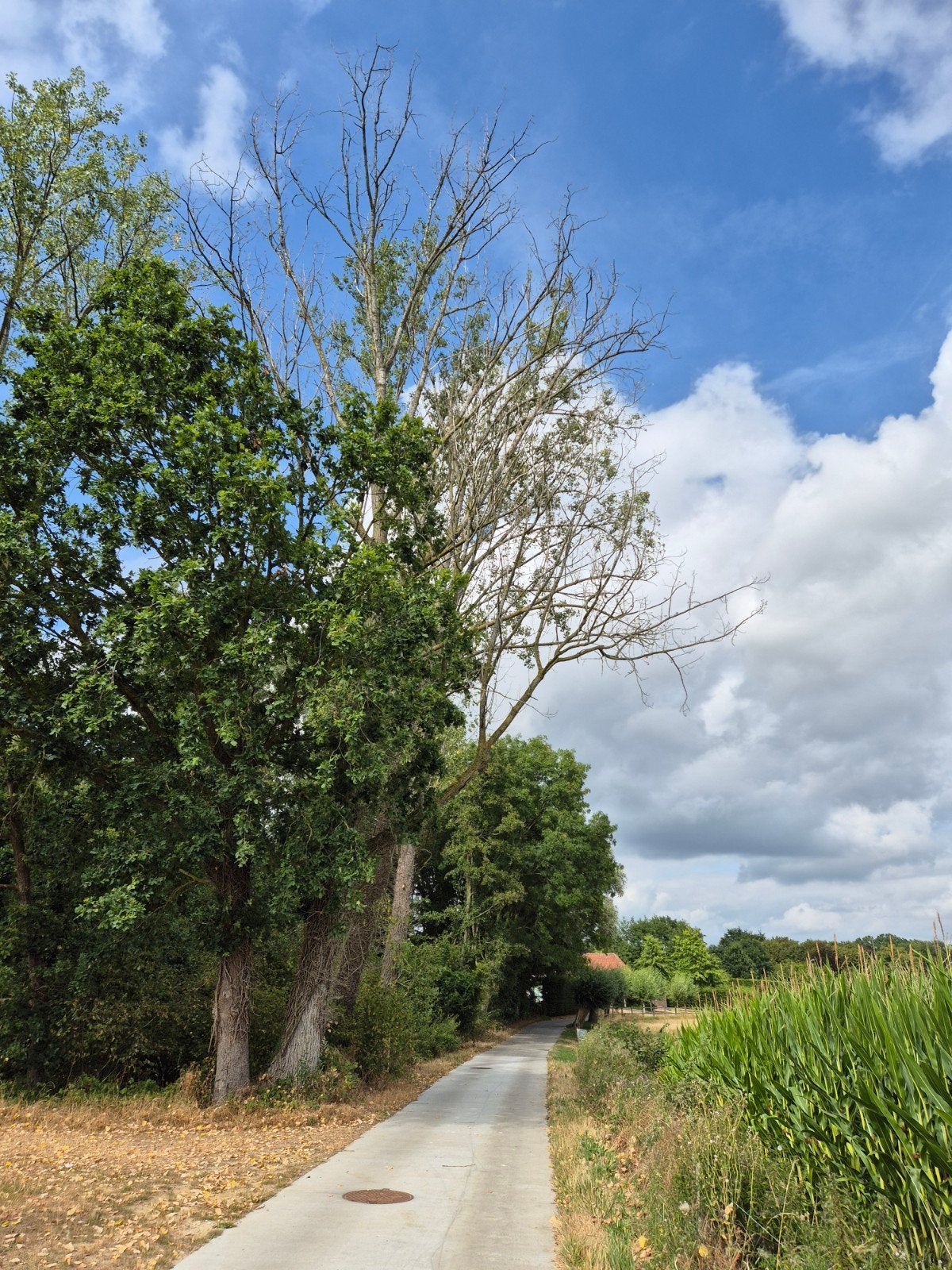 Hout Populier boom 51jaar oud, Tuin en Terras, Brandhout, Ophalen
