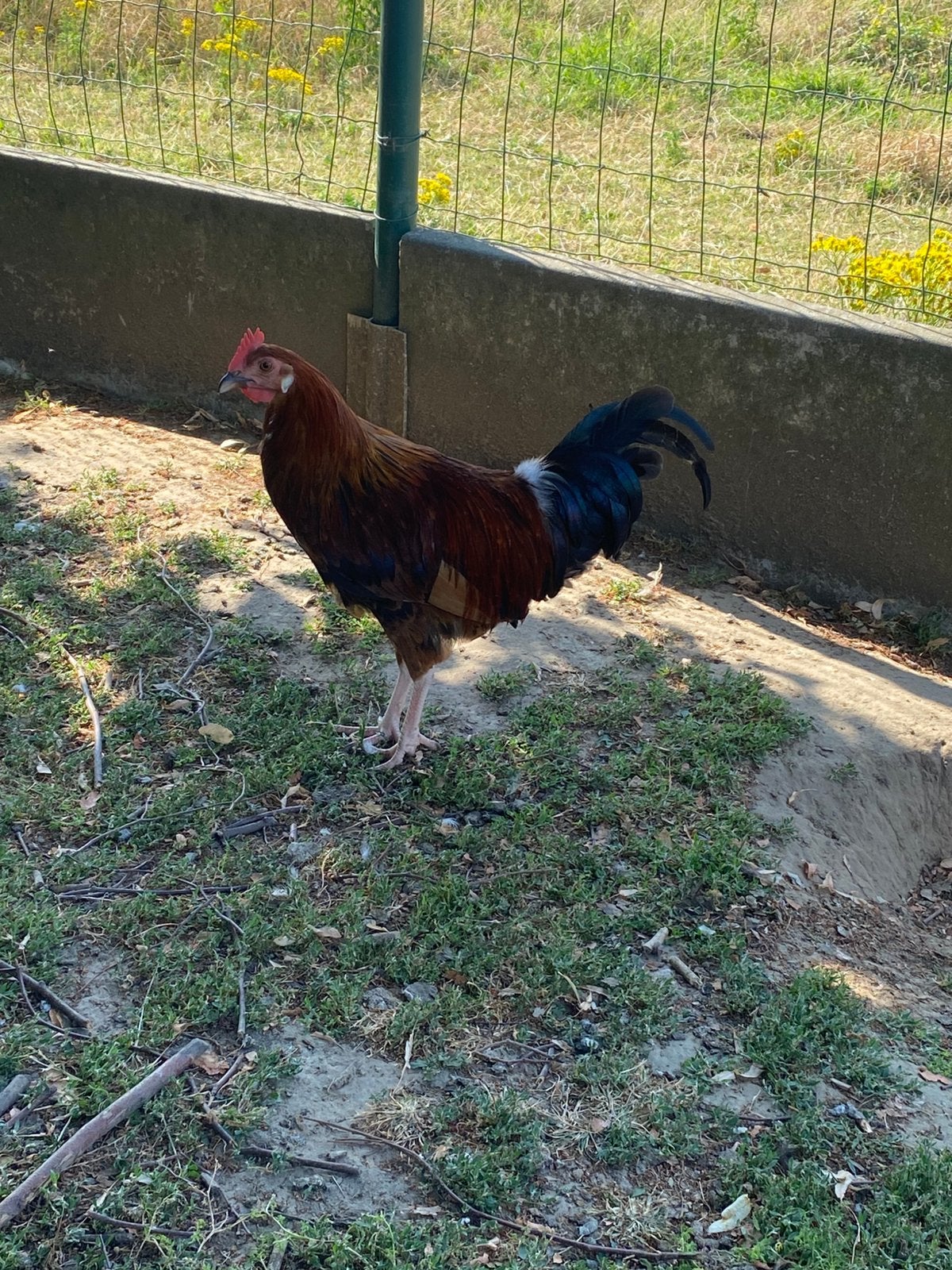 Engels haantje, Mâle, Poule ou poulet