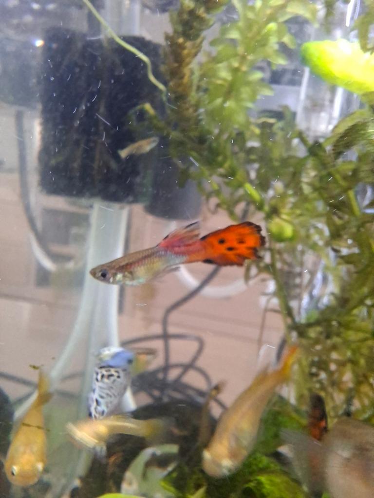 Oranje mannen guppy's, Dieren en Toebehoren, Vissen | Aquariumvissen