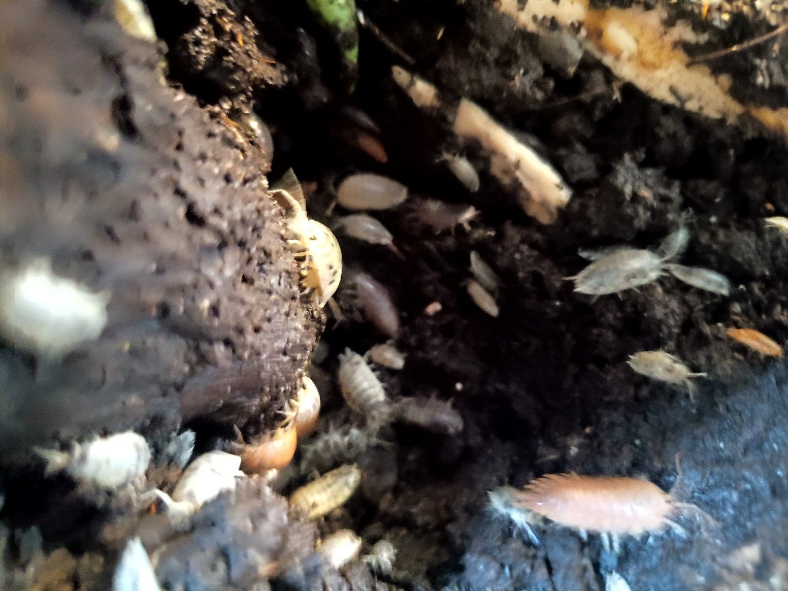 Porcellio laevis mix (4 types)