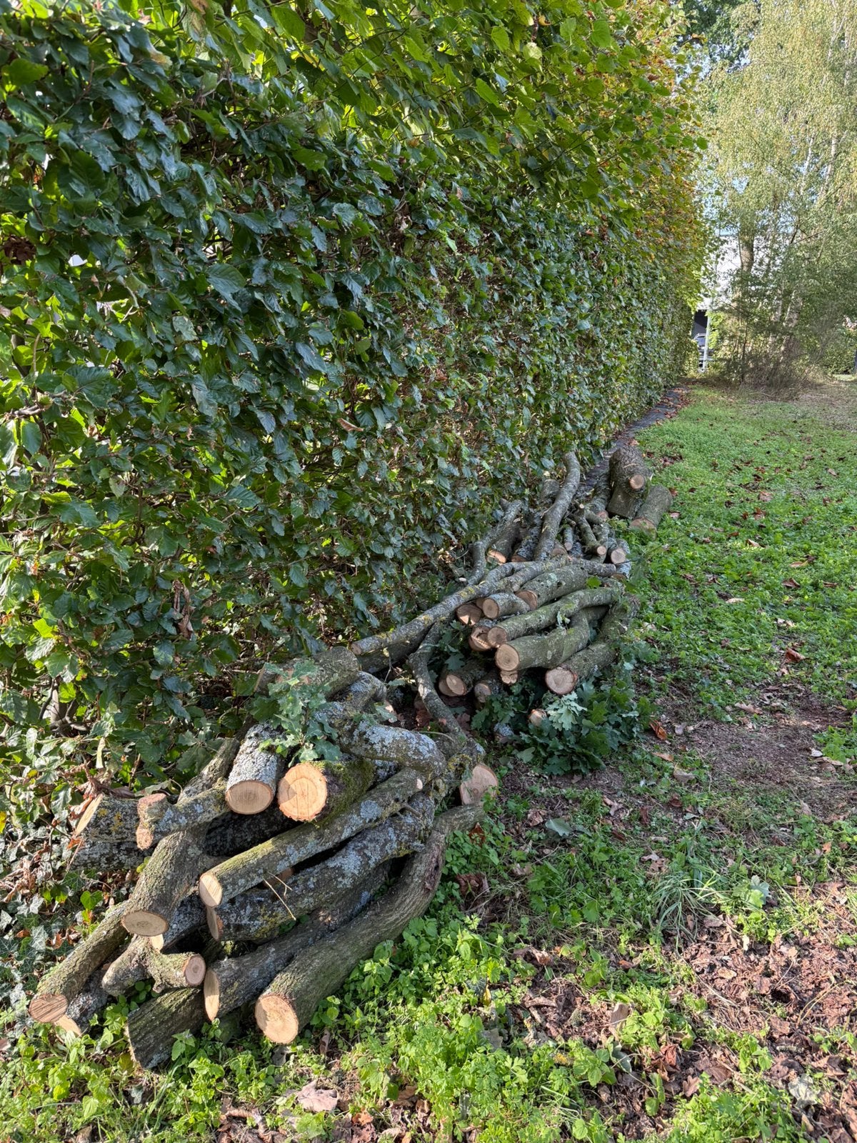 Groot lot brandhout (eik) te koop - prijs overeen te komen, Enlèvement, Chêne, Troncs d'arbres
