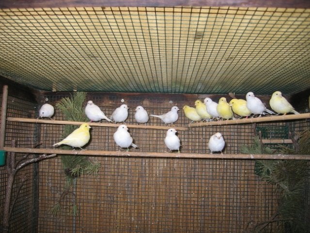 Canaris malinois, Plusieurs animaux, Canari chanteur