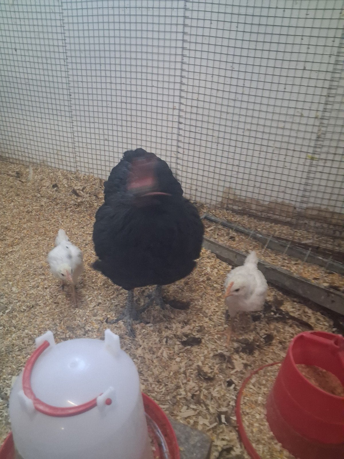 kip met 2 kuikens, Dieren en Toebehoren, Meerdere dieren, Kip