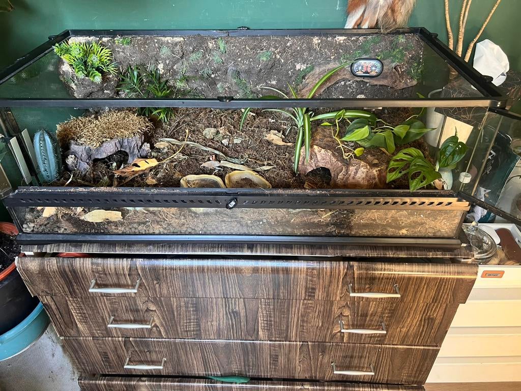 Volledig ingerichte bioactieve exo terra terrarium, Dieren en Toebehoren, Ophalen, Zo goed als nieuw, Terrarium of Paludarium