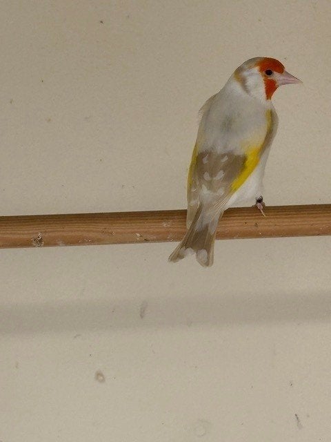 Twee putter mans, Dieren en Toebehoren, Vogels | Overige Vogels, Mannelijk, Wildzangvogel