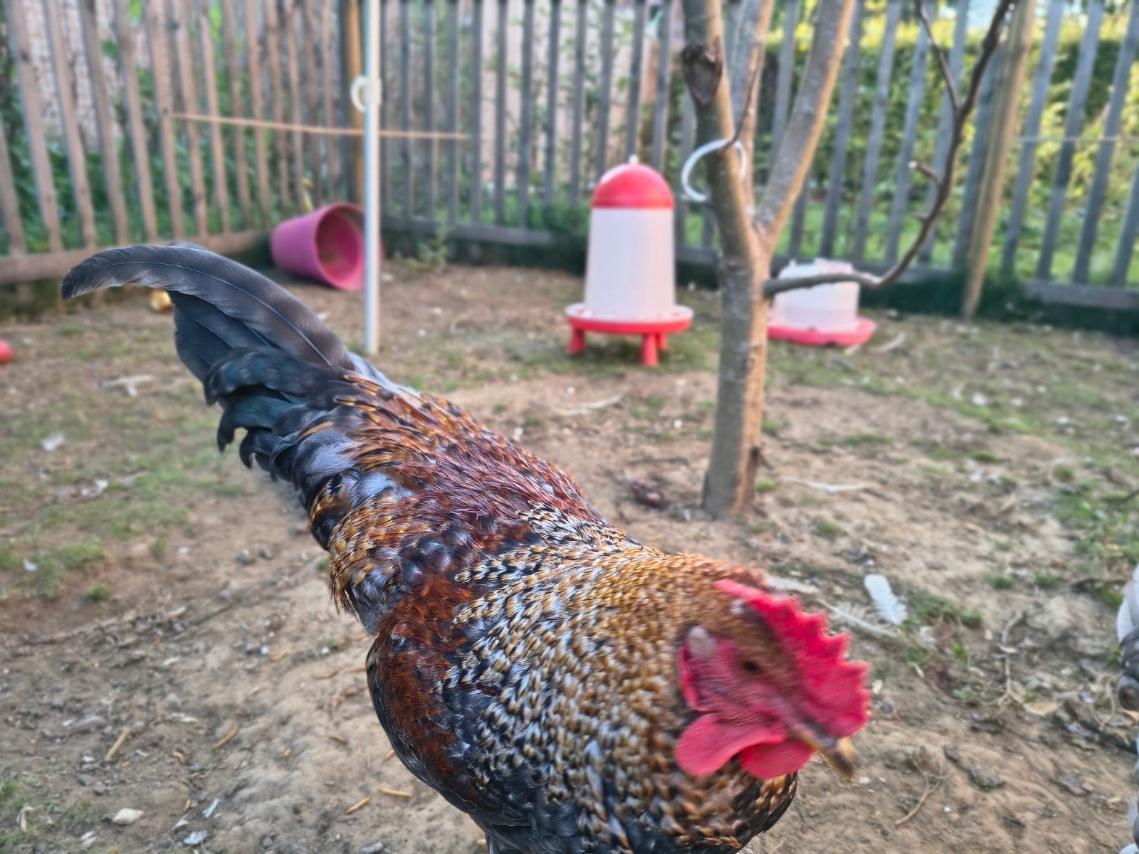 Haan, Dieren en Toebehoren