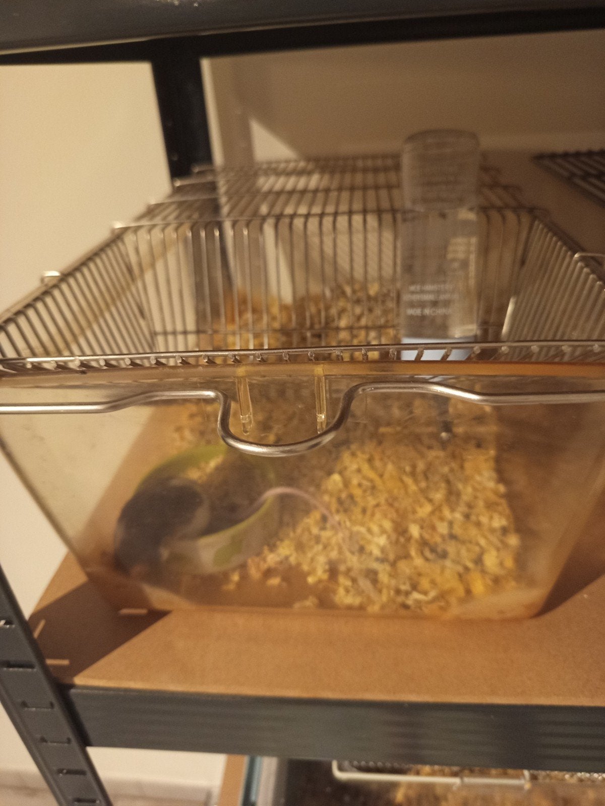 Alle mannelijke kleurmuizen te koop, Dieren en Toebehoren, Muis, Mannelijk, Januari, Tam