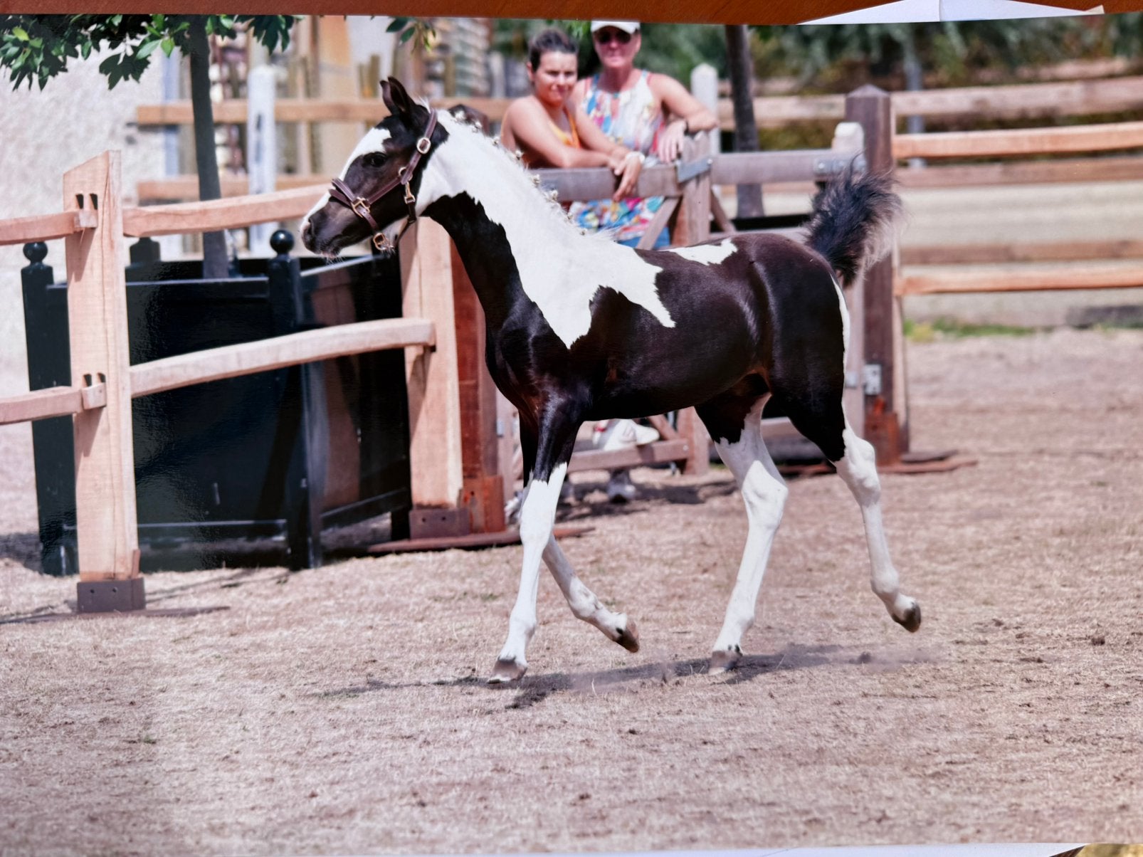 Pony hengten veulen, Dieren en Toebehoren, Pony's, Met stamboom, Niet van toepassing, Springpony, 0 tot 2 jaar