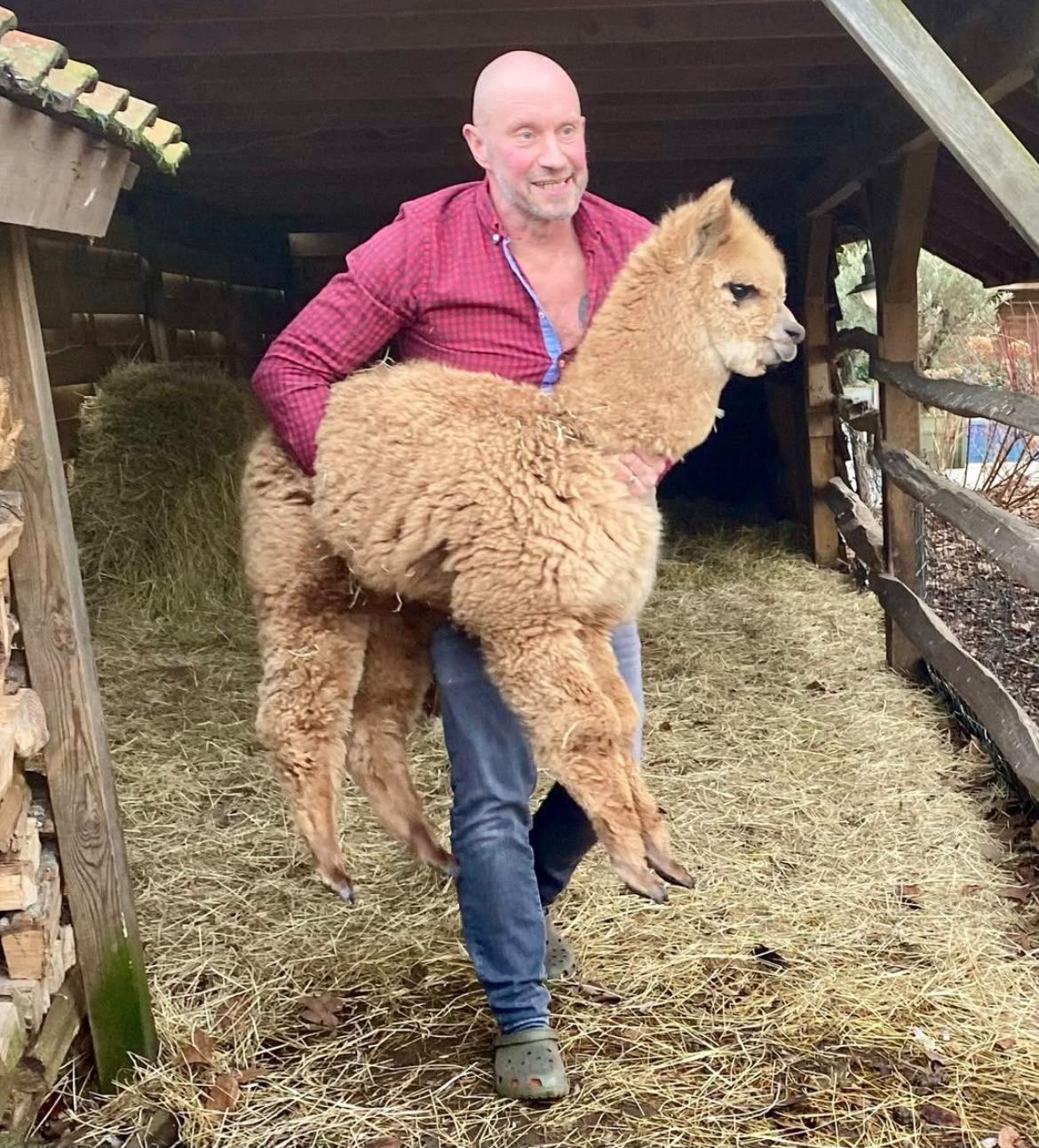 Alpaca hengst, Animaux & Accessoires, Août, Mâle