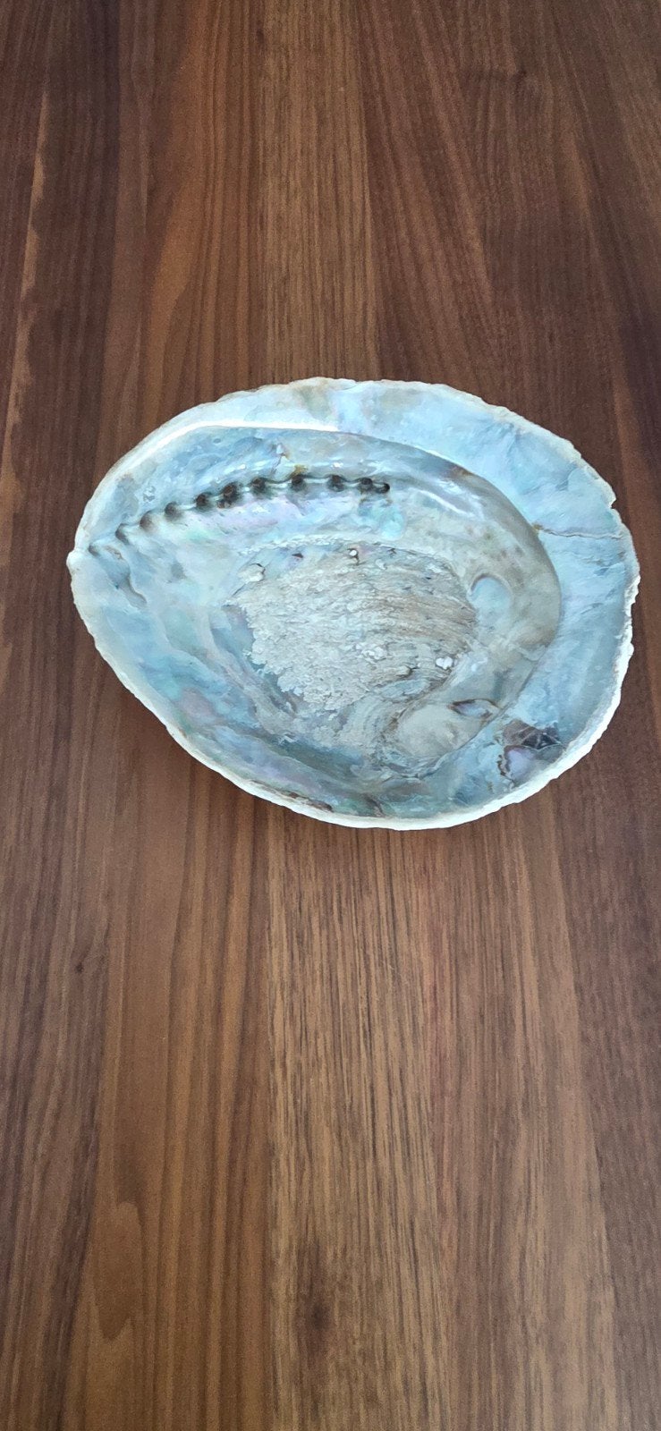 grande coquille d'ormeau - 18 cm, Collections, Minéraux & Fossiles, Enlèvement ou Envoi