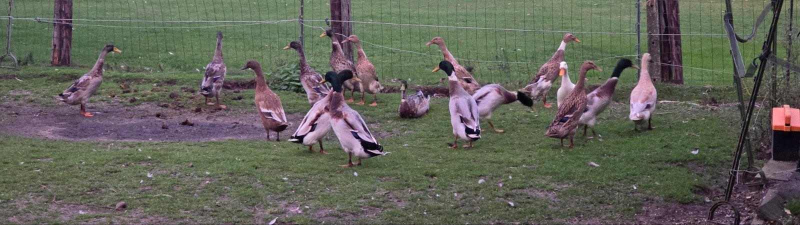 Loopeenden verschillende kleuren